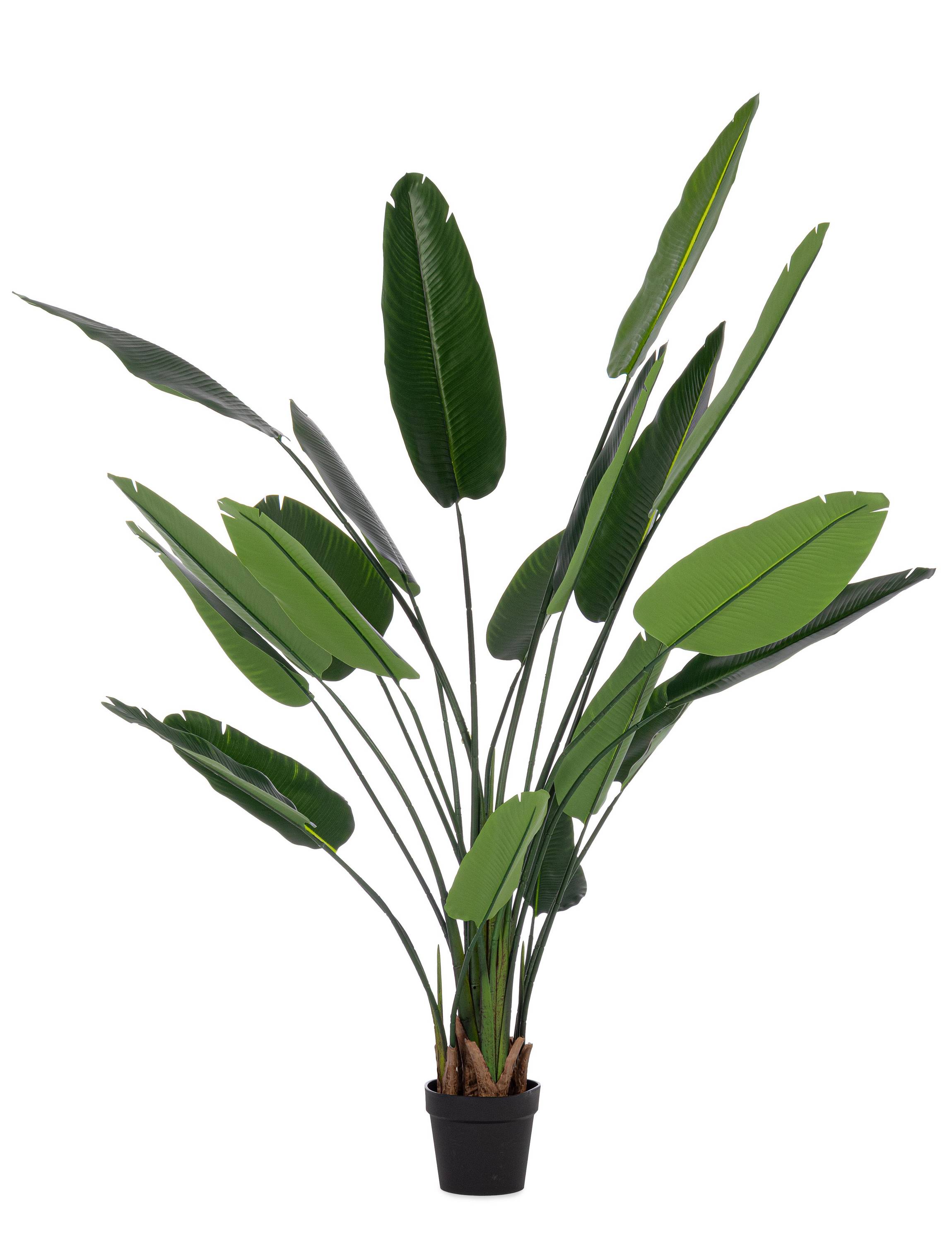 PIANTA STRELITZIA CON VASO 20 FOGLIE H190