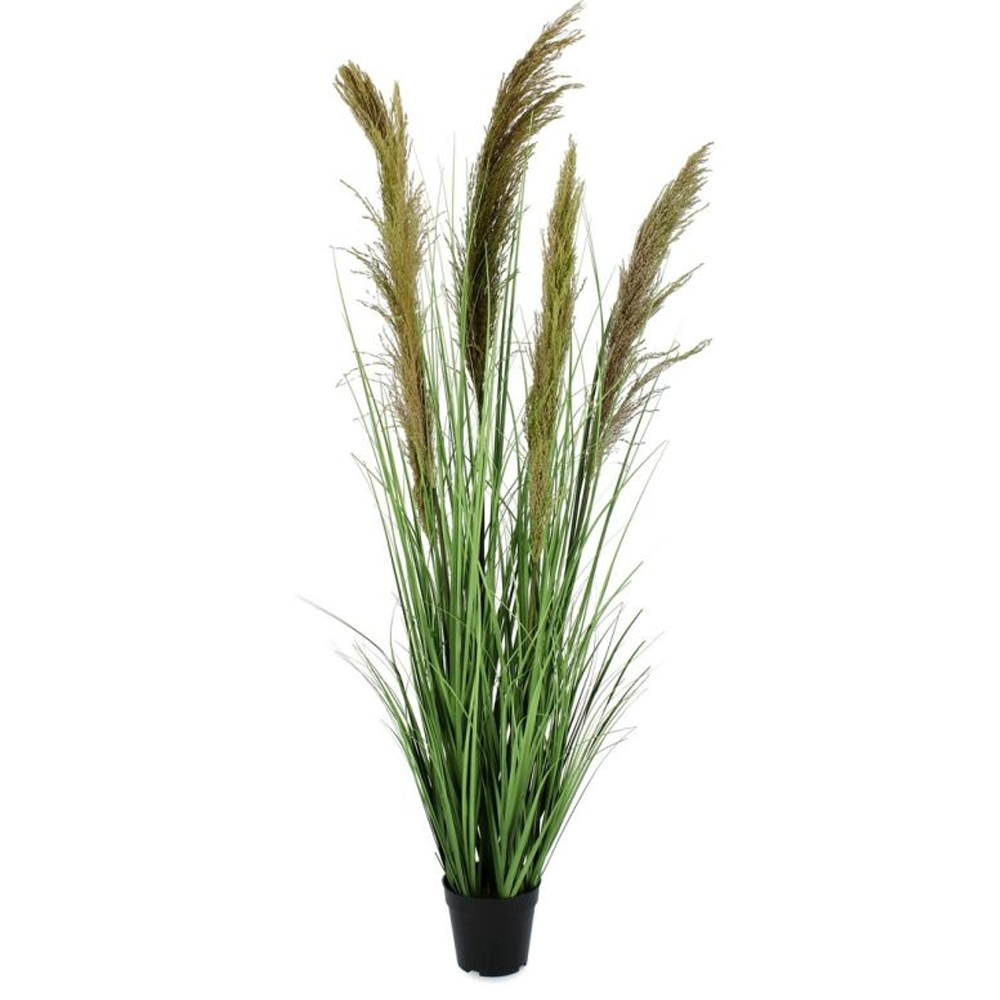 PIANTA CARINE PAMPAS H96,5 0172902