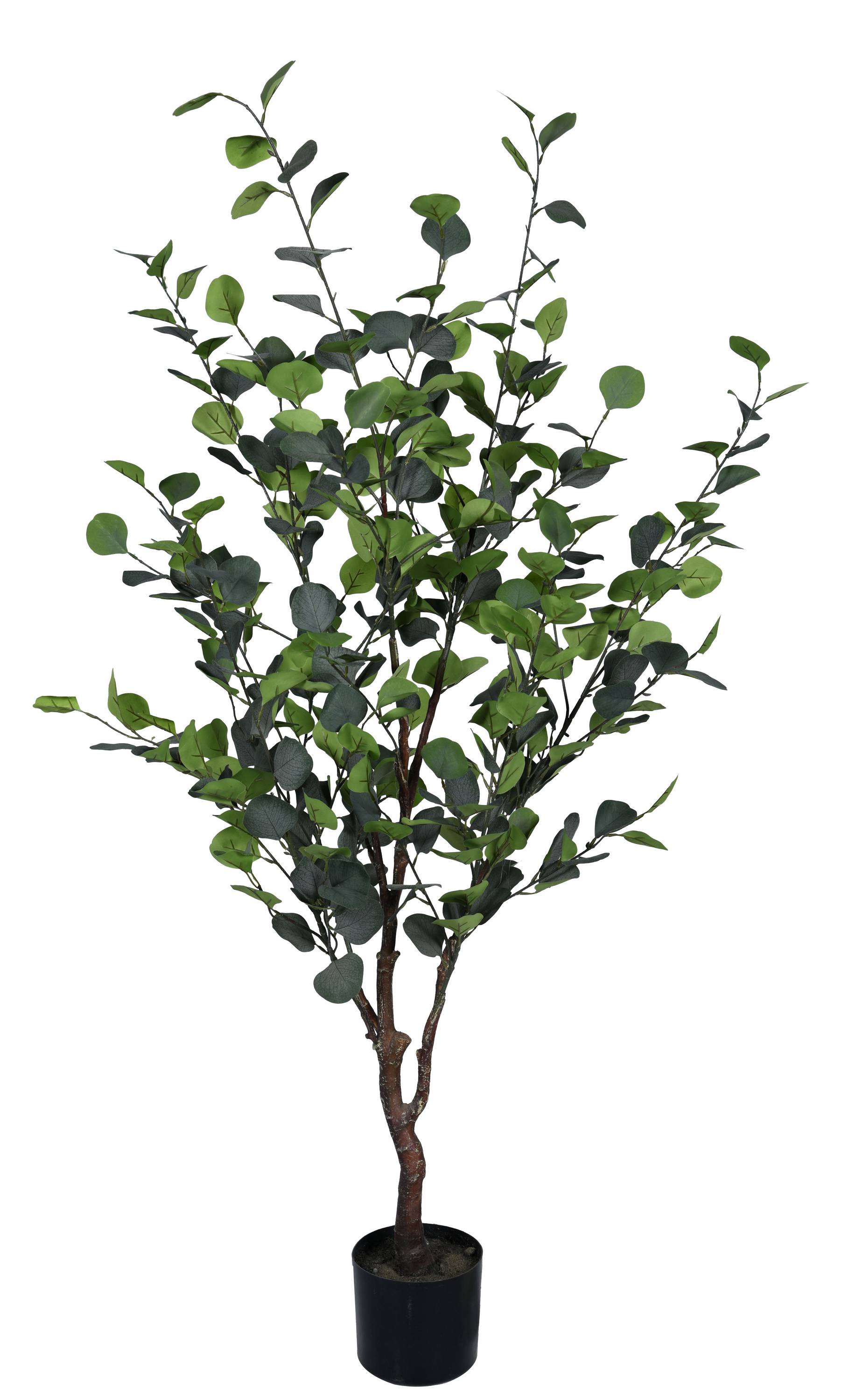 PIANTA EUCALIPTO CON VASO H150 0173042