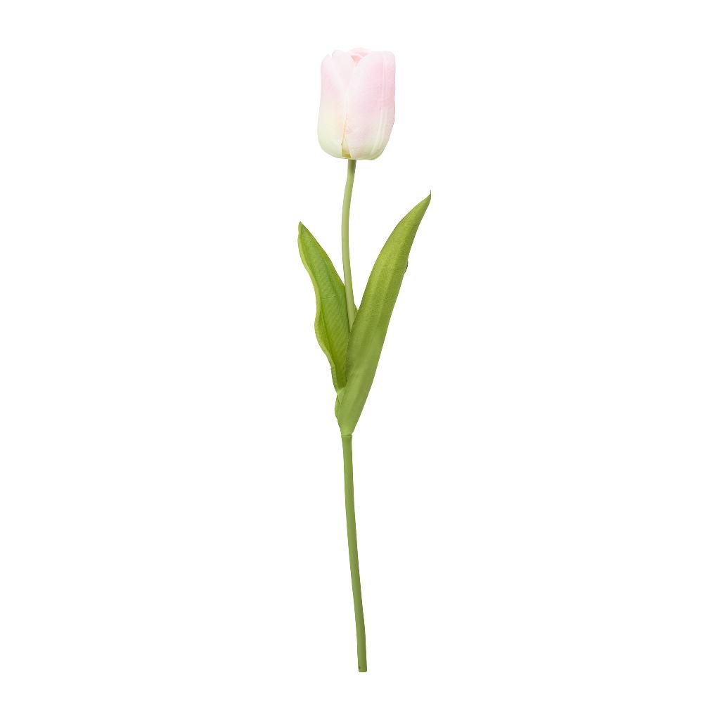 ROSA ROSA H60 CM 37186