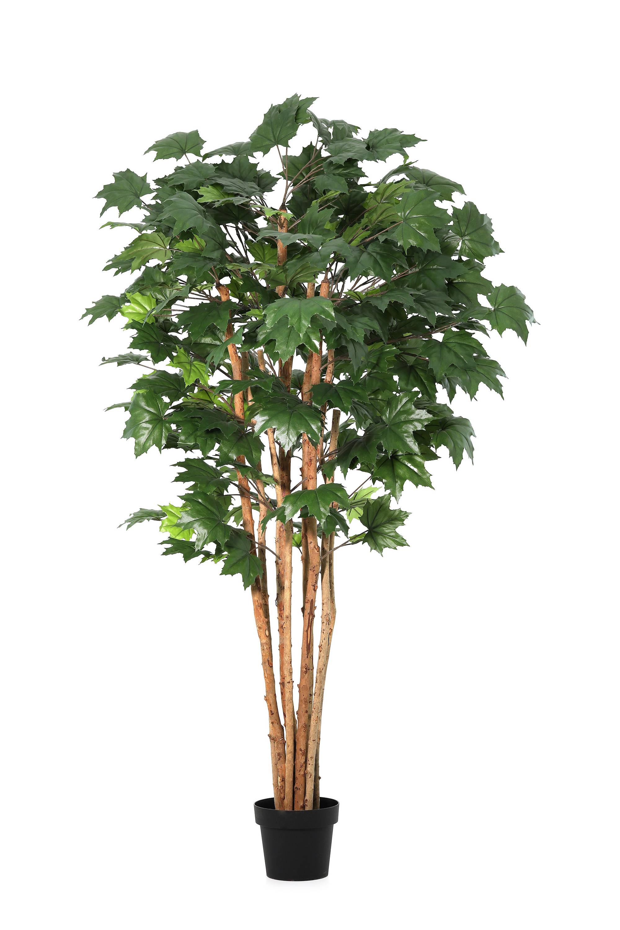 PIANTA ACERO CANADESE CON VASO H175