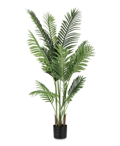 PIANTA KENZIA CON VASO H140 0172837