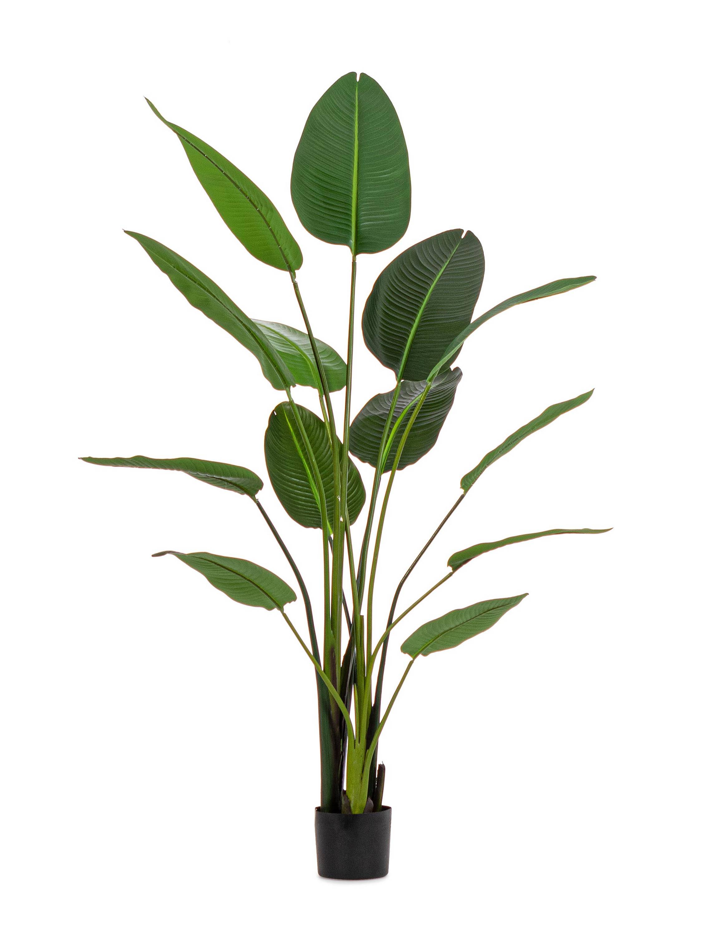 PIANTA STRELITZIA CON VASO H185 0172962